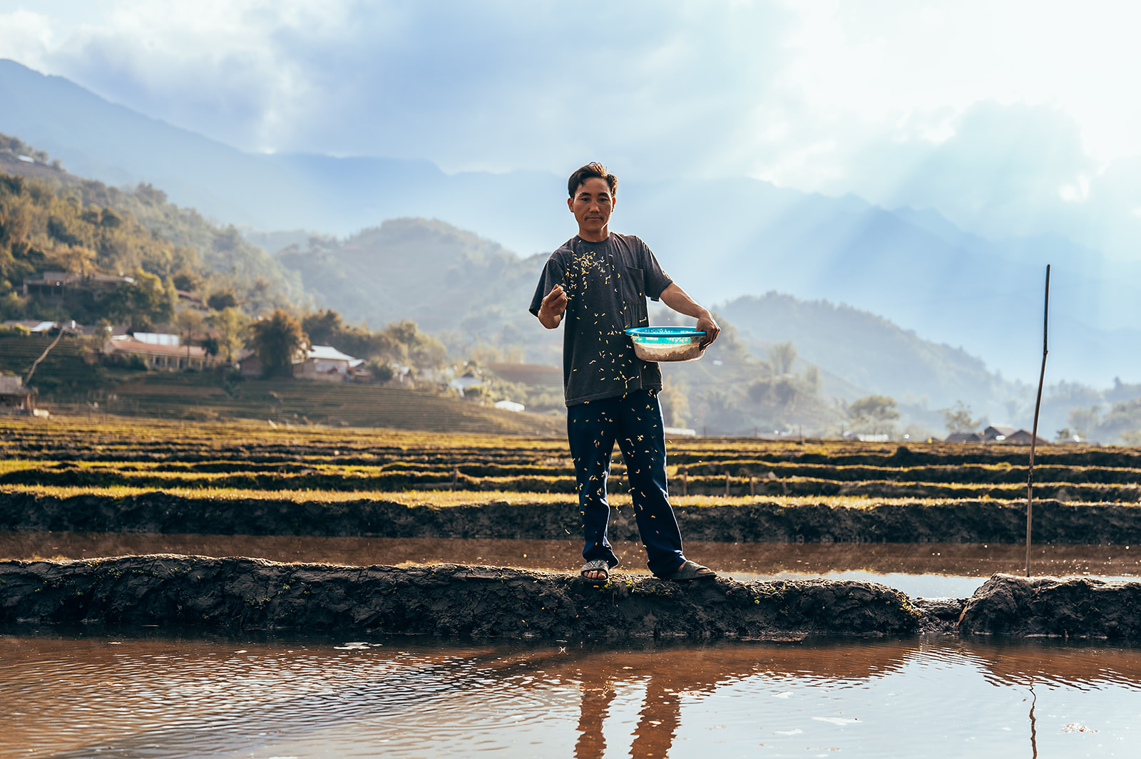 Farmer preparing to sow rice seeds in terraced rice fields in Sapa, Vietnam